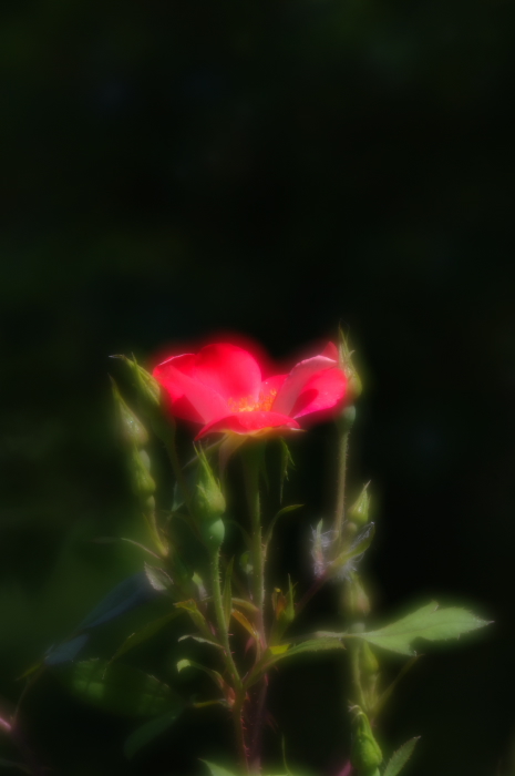 紅一点 IMGP8548