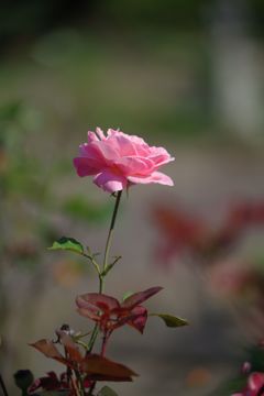 秋の日を浴びて