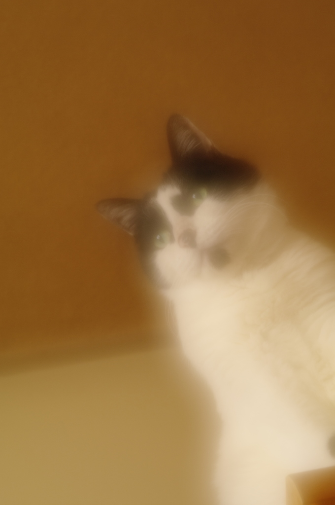 偉くなった気分