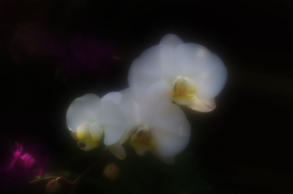 胡蝶蘭の夢
