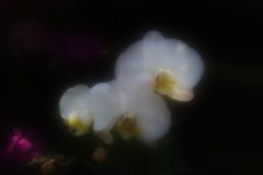 胡蝶蘭の夢