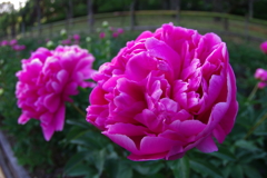 一枚二枚三枚・・・　