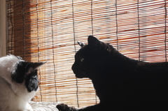 おどき！私の場所なんだから　IMGP3970