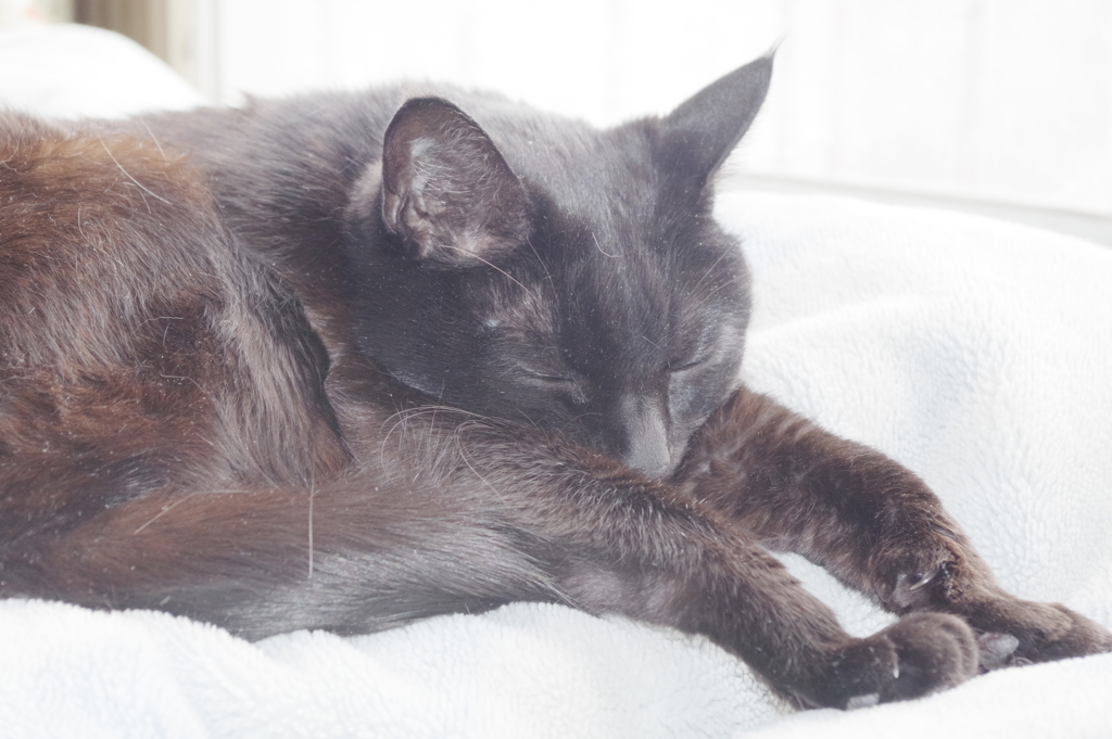 押しても駄目なら・・・　