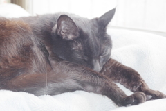 押しても駄目なら・・・　