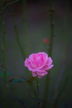 恥じらい