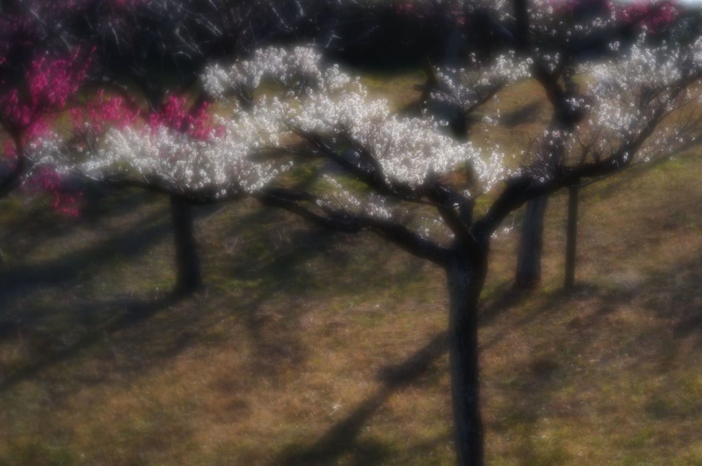 競い合う IMGP2079