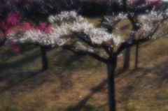 競い合う IMGP2079