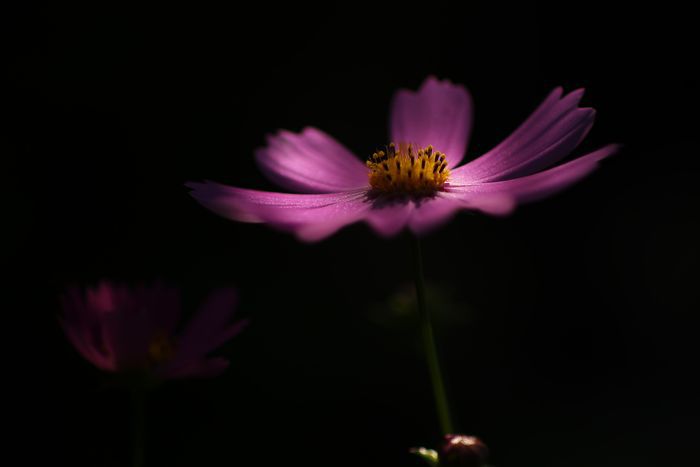 秋桜