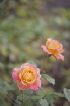 バラが咲いた３　