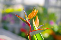 極楽鳥花１