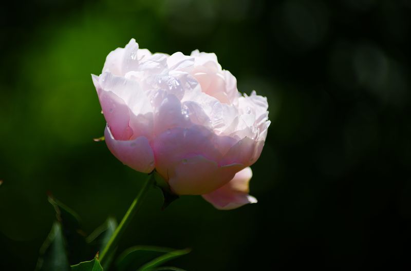花嫁の様な