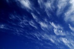 風になびく草原