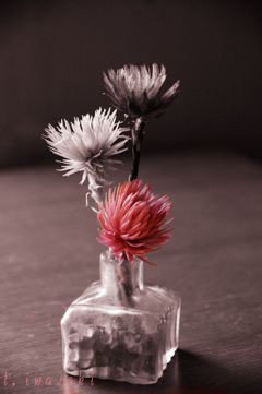 シルバーデイジー３　IMGP3906