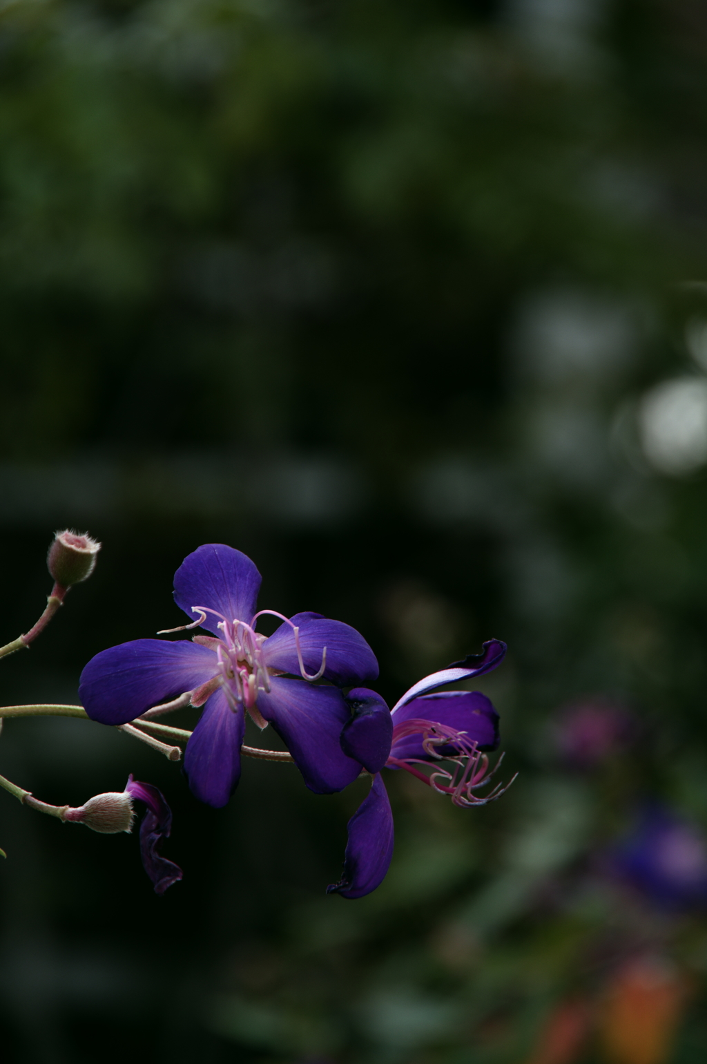 栄枯盛衰　壱　IMGP0034