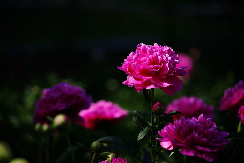 私が一番でしょ　