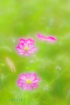 草原の女王