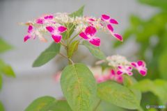 恥じらうような