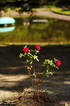 陰が長くなる季