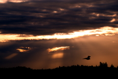 超短い天使の梯子２