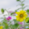 朝晩が堪えるな～