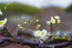  ぽつりぽつりと白梅咲く　