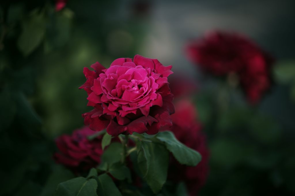 バラが咲いた１０　