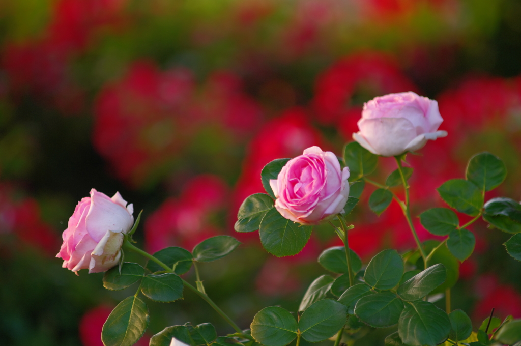 薔薇咲く朝