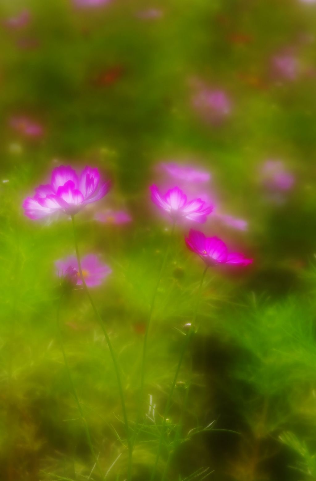 秘密の花園