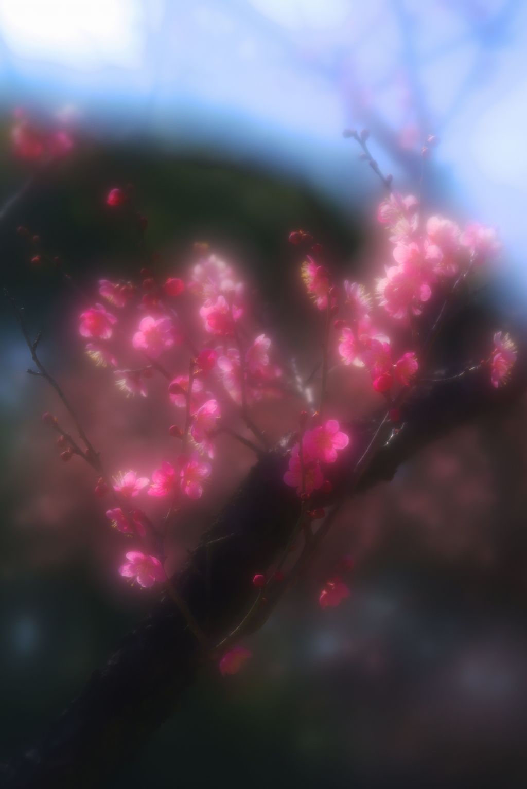 紅梅は花盛りIMGP2113