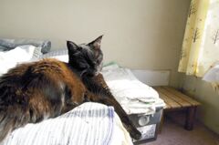 眠りニャン四郎だらける