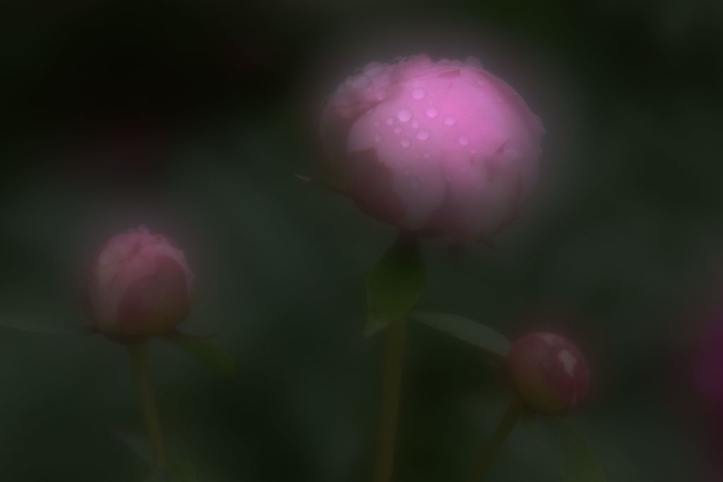 雨