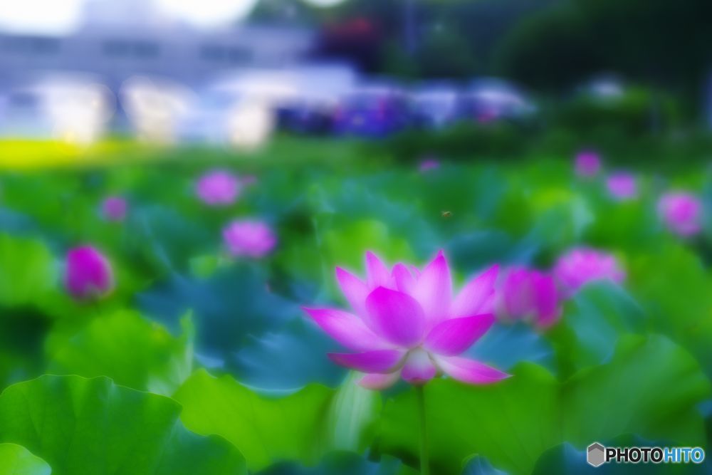 蓮池の賑わい
