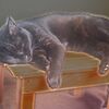 眠り猫
