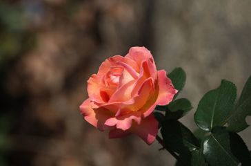 一片ひとひら命の限りに