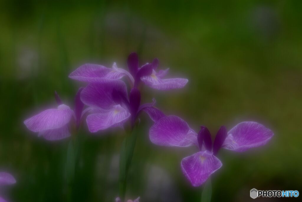 花菖蒲１