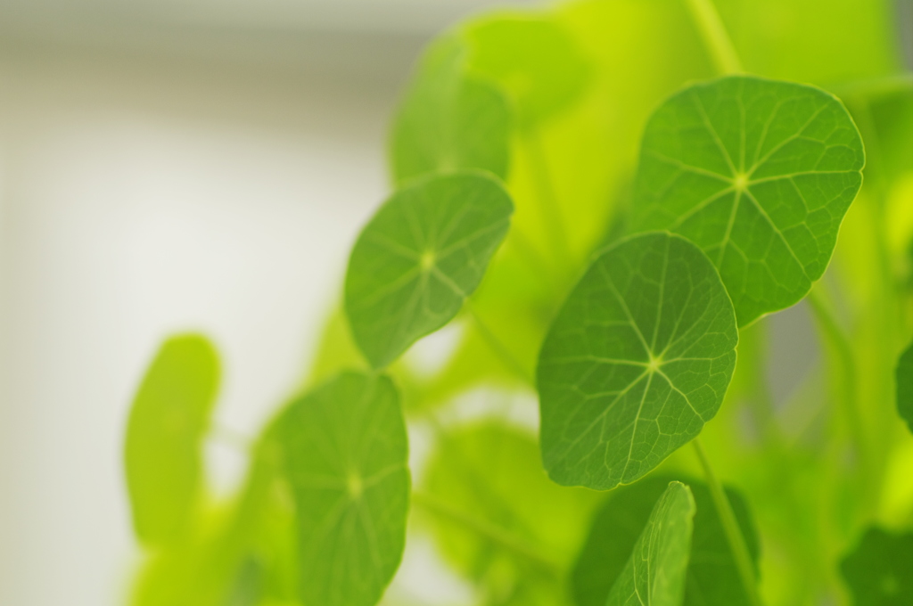 ナスタチウム葉