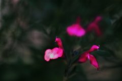 赤く咲く花2