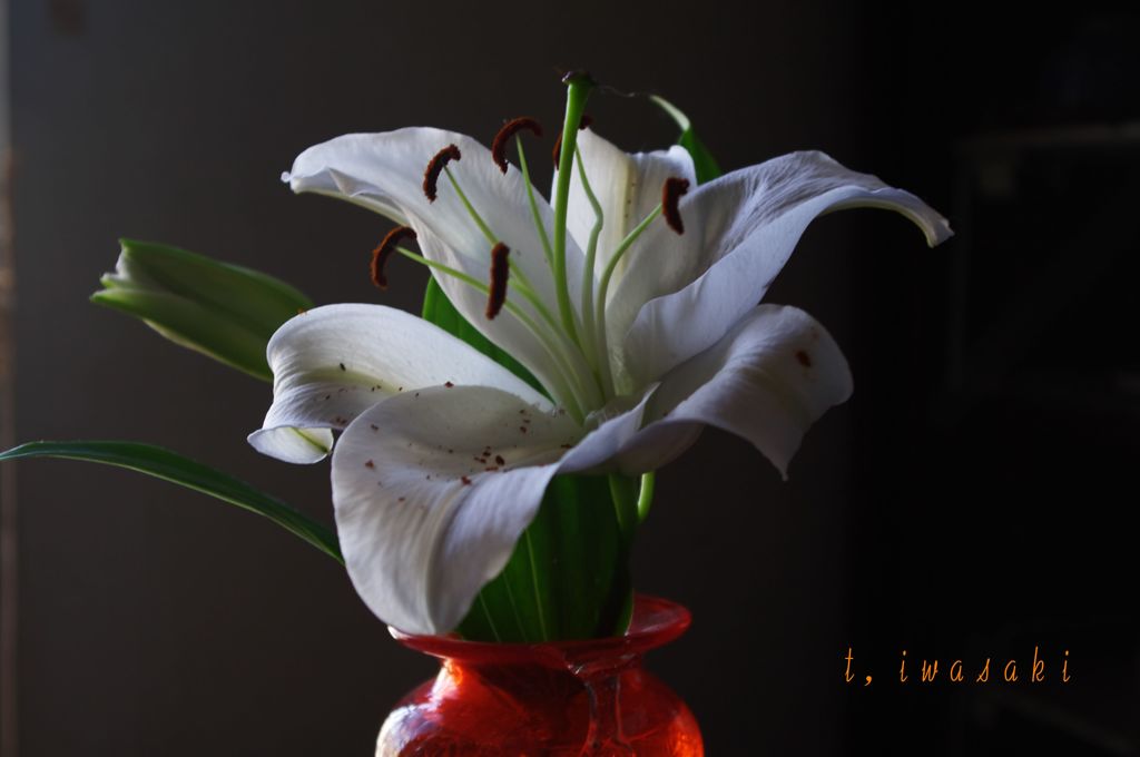 最後の悪あがき