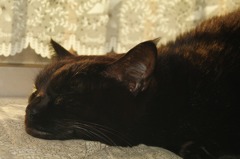 鼻ちょうちん( _ _ ).。o.。oｏＯ(-_-~)汚い