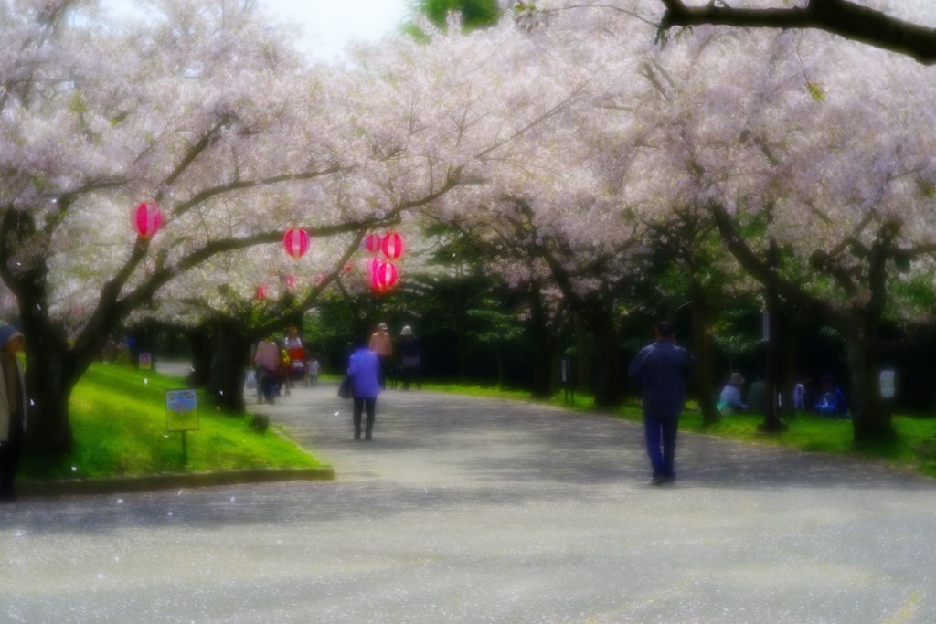 桜の涙