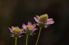 花の階段
