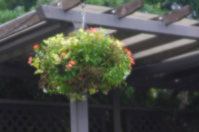  テラスを飾る花