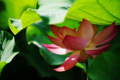 日差せば陰あり