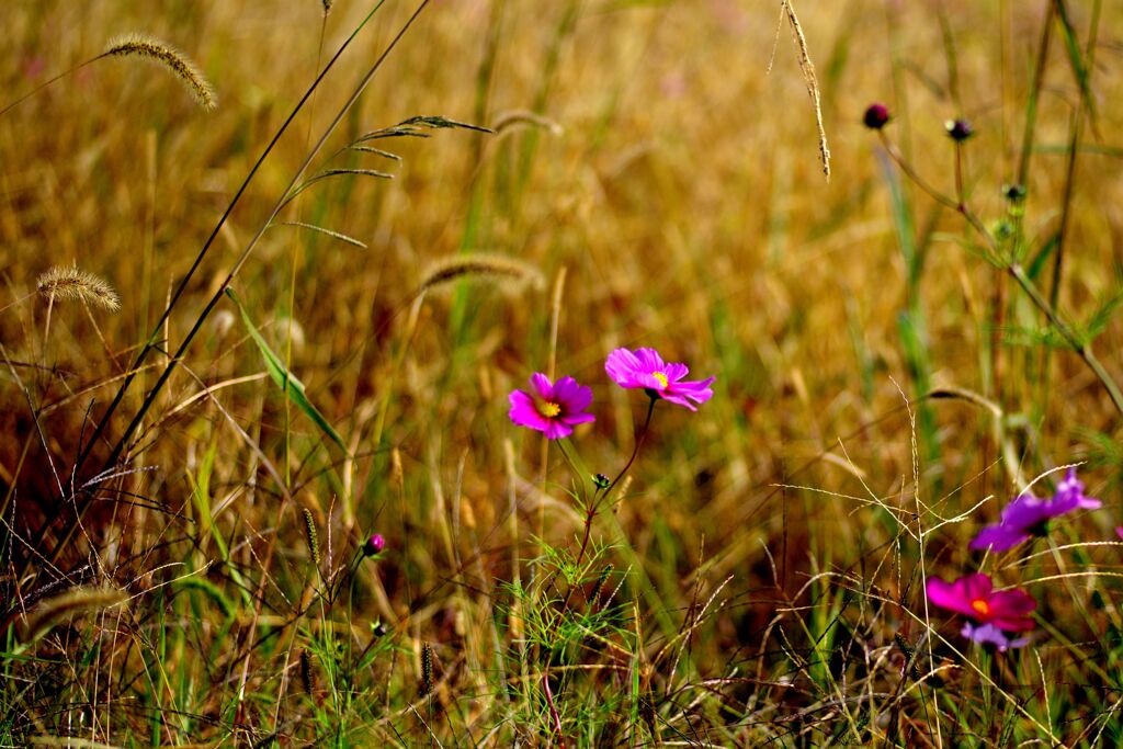 冬枯れ前の輝き