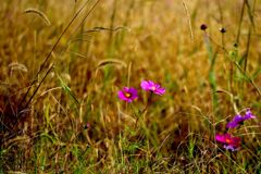 冬枯れ前の輝き