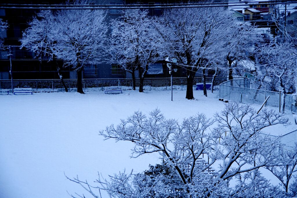 雪の花咲く公園