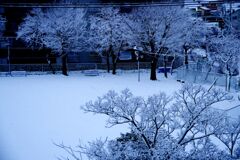 雪の花咲く公園