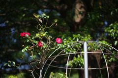 籠から出ちゃったよ～