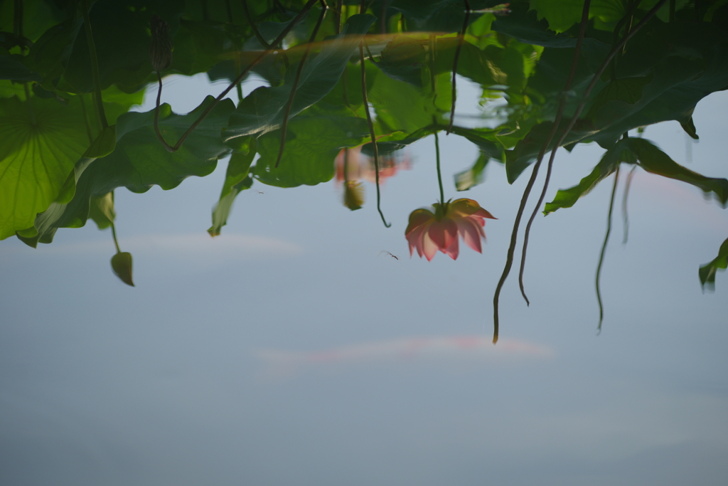 虚像